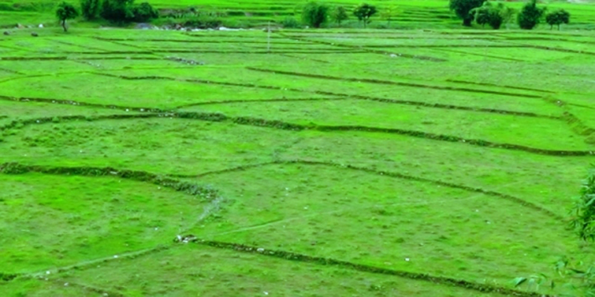 कञ्चनपुरमा बर्सेनि घट्दै खेतीयोग्य जमिन